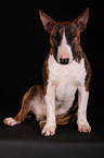 sitting Miniature Bull Terrier