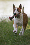 playing Miniature Bull Terrier