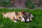 lying Miniature Bull Terrier Puppies