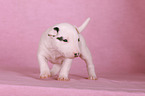 walking Miniature Bull Terrier Puppy