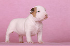 Miniature Bull Terrier Puppy