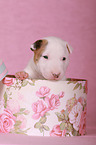 Miniature Bull Terrier Puppy