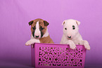 Miniature Bull Terrier Puppies