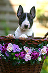 Miniature Bull Terrier Puppy