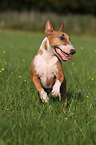 running Miniature Bull Terrier