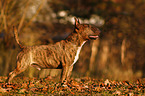 Miniature Bull Terrier