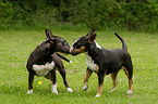 2 Miniature Bull Terrier