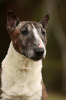 Miniature Bull Terrier Portrait