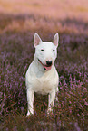 Miniature Bull Terrier