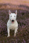 Miniature Bull Terrier