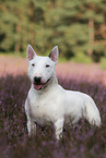 Miniature Bull Terrier