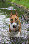 running Miniature Bull Terrier