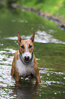 bathing Miniature Bull Terrier