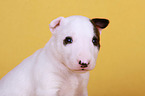 Miniature Bull Terrier Puppy Portrait