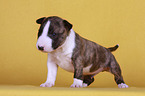 Miniature Bull Terrier Puppy