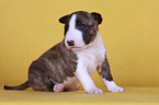 sitting Miniature Bull Terrier Puppy