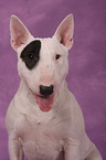 Miniature Bull Terrier Portrait