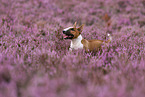 Miniature Bull Terrier