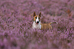 Miniature Bull Terrier