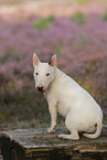 sitting female Miniature Bullterrier