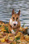 running Miniature Bull Terrier