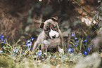 Miniature Bullterrier puppy