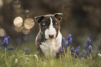 Miniature Bullterrier puppy