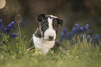 Miniature Bullterrier puppy