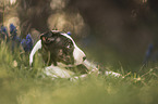 Miniature Bullterrier puppy