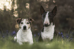 Miniature Bullterrier