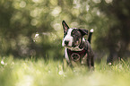 Miniature Bullterrier puppy