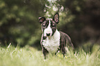 Miniature Bullterrier puppy