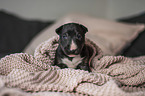 Miniature Bullterrier puppy