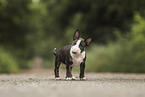 Miniature Bullterrier puppy