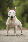 Miniature Bullterrier