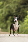 Miniature Bullterrier