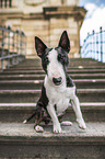 Miniature Bullterrier