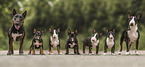 Miniature Bullterrier puppy