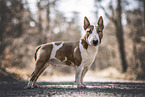 adult Miniature Bull Terrier