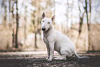 adult Miniature Bull Terrier