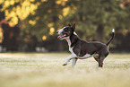 adult Miniature Bull Terrier