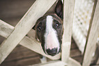 female Miniature Bullterrier