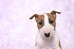 Miniature Bull Terrier Puppy