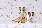 Miniature Bull Terrier Puppies