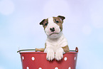 Miniature Bull Terrier Puppy