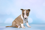 Miniature Bull Terrier Puppy