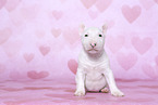 Miniature Bull Terrier Puppy