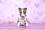 Miniature Bull Terrier Puppy