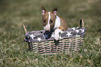 Miniature Bull Terrier Puppy