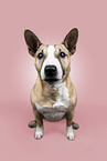 Miniature Bull Terrier